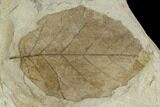 Fossil Birch Tree (Betula) Leaf - Hungary #129613-1
